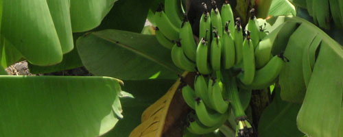 Bananer i lange baner