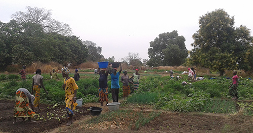 Grønnsakshagen i Sutukoba, Gambia